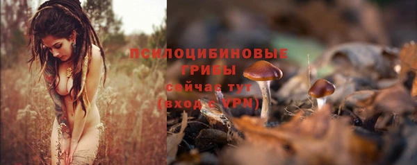 прущие грибы Баксан